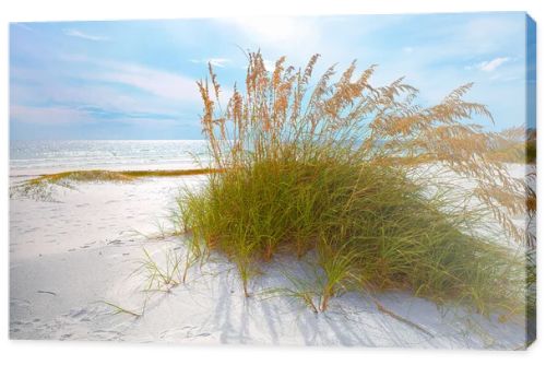 Summer landscape with Sea oats and grass dunes on a beautiful Florida beach