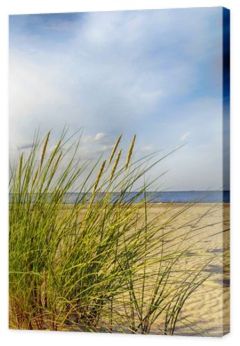 Baltic sea grassy sand dunes in the foreground