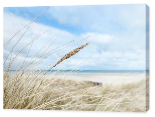 Baltic sea dunes over blue coastline background in Northern Germany