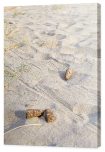 Detail of dog waste on a public beach in a coastal area