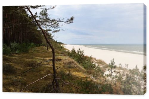 Baltic Sea coastline with sandy beach and pine forest on coastal dunes under dramatic cloudy sky