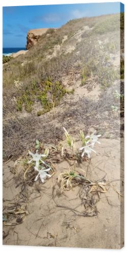 Beautiful white sea daffodils (Pancratium maritimum) blooming naturally on sandy coastal dunes along the Algarve coast in Portugal. Native beach flowers surrounded by dune vegetation with the Atlantic Ocean nearby, illustrating coastal biodiversity,