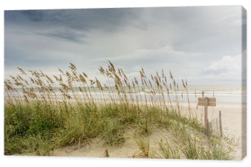 Sea Oats on Dune