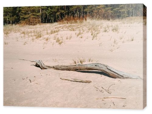 Weathered driftwood rests on soft sand dunes with sparse grass and a pine forest backdrop. A clean, natural coastal scene ideal for themes of resilience, sustainability, travel, and minimal outdoor aesthetics.
