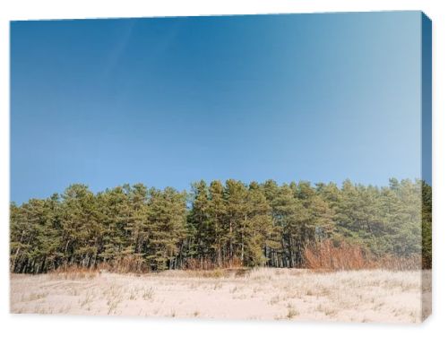 Wide sandy dunes bordered by a dense pine forest beneath a clear blue sky create a clean, natural landscape. Perfect for travel, environment, and wellness themes with ample copy space and calm composition.