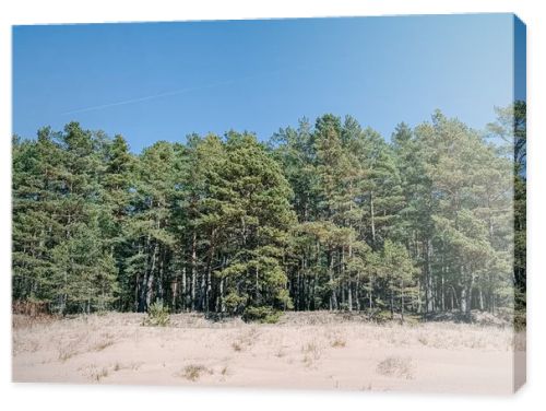 Natural coastal scene with sandy dunes and a dense pine forest beneath a bright blue sky. Clean, minimalist landscape ideal for travel, nature, sustainability, and relaxation concepts with generous copy space.