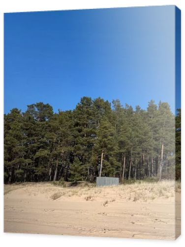 Natural coastal landscape with sandy beach dunes and dense pine forest beneath a vivid blue sky. Peaceful outdoor scene ideal for travel, nature, environment, wellness, and seasonal tourism concepts.