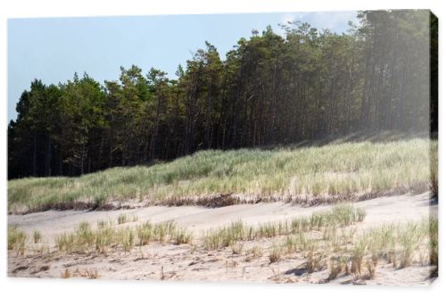 Coastal sand dunes covered with marram grass and pine forest under blue sky  natural seaside landscape photography