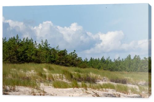 Coastal sand dunes with marram grass, pine forest and cloudy blue sky on the Baltic coast  natural seaside landscape photography