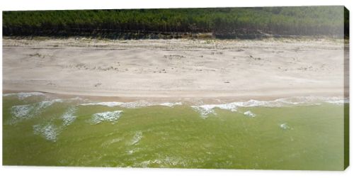 Aerial drone view of empty sandy beach, green Baltic Sea waves and pine forest coastline  natural seaside landscape photography