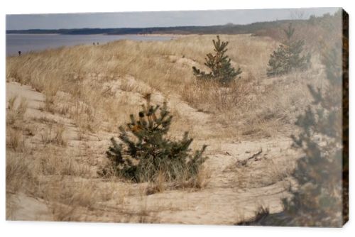 Seaside dunes with dry vegetation, sandy path and young pine growth along the coast, shoreline habitat, ecology and erosion concept