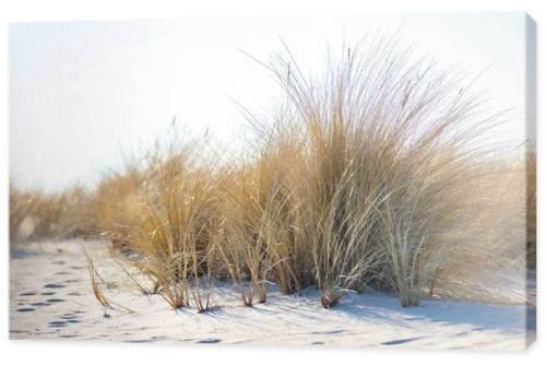 Marram grass, Ammophila Arenaria, on sand dunes. Ammophila Arenaria is a species of grass in the family Poaceae, known as European marram grass and European beachgrass. High quality photo