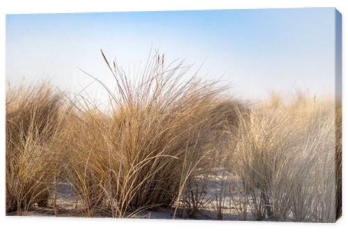 Marram grass, Ammophila Arenaria, on sand dunes. Ammophila Arenaria is a species of grass in the family Poaceae, known as European marram grass and European beachgrass. High quality photo