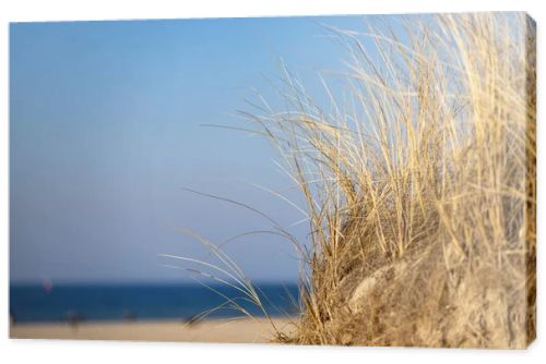 Marram grass, Ammophila Arenaria, on sand dunes. Ammophila Arenaria is a species of grass in the family Poaceae, known as European marram grass and European beachgrass. High quality photo