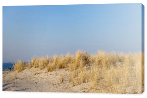 Marram grass, Ammophila Arenaria, on sand dunes. Ammophila Arenaria is a species of grass in the family Poaceae, known as European marram grass and European beachgrass. High quality photo