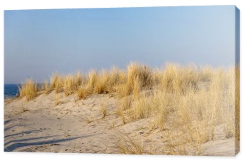 Marram grass, Ammophila Arenaria, on sand dunes. Ammophila Arenaria is a species of grass in the family Poaceae, known as European marram grass and European beachgrass. High quality photo