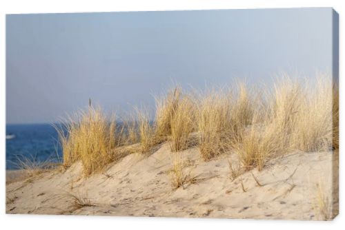 Marram grass, Ammophila Arenaria, on sand dunes. Ammophila Arenaria is a species of grass in the family Poaceae, known as European marram grass and European beachgrass. High quality photo