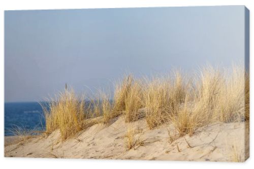 Marram grass, Ammophila Arenaria, on sand dunes. Ammophila Arenaria is a species of grass in the family Poaceae, known as European marram grass and European beachgrass. High quality photo