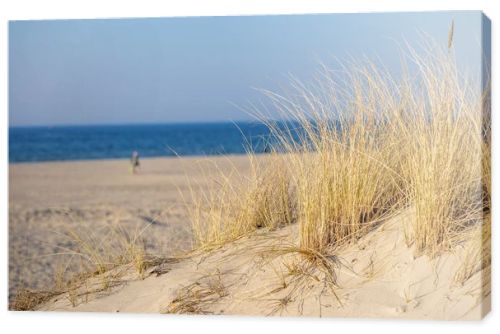 Marram grass, Ammophila Arenaria, on sand dunes. Ammophila Arenaria is a species of grass in the family Poaceae, known as European marram grass and European beachgrass. High quality photo