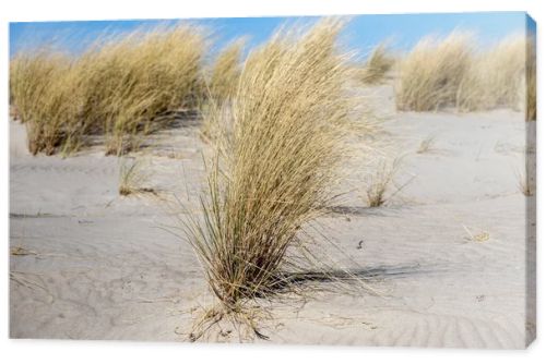 Marram grass, Ammophila Arenaria, on sand dunes. Ammophila Arenaria is a species of grass in the family Poaceae, known as European marram grass and European beachgrass. High quality photo