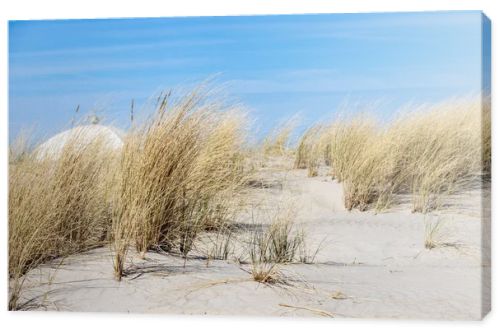 Marram grass, Ammophila Arenaria, on sand dunes. Ammophila Arenaria is a species of grass in the family Poaceae, known as European marram grass and European beachgrass. High quality photo