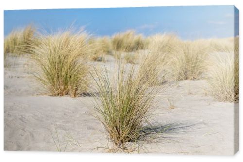 Marram grass, Ammophila Arenaria, on sand dunes. Ammophila Arenaria is a species of grass in the family Poaceae, known as European marram grass and European beachgrass. High quality photo
