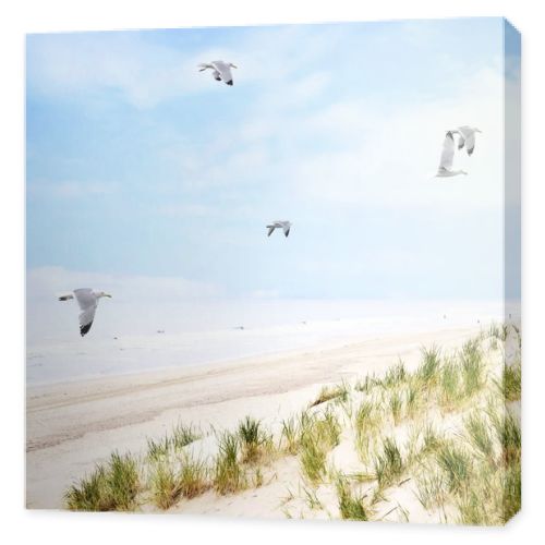 Beach dunes with flying seagulls