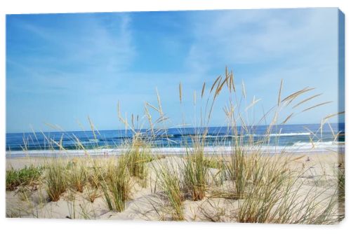 View of a beautiful landscape dune flora in Algarve, Portugal