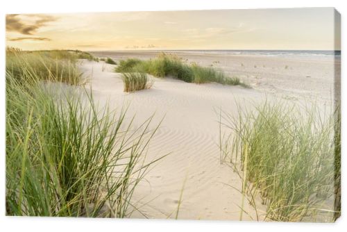 Beach with sand dunes and marram grass with soft sunrise sunset back light. Skagen Nordstrand, Denmark. Skagerrak, Kattegat.