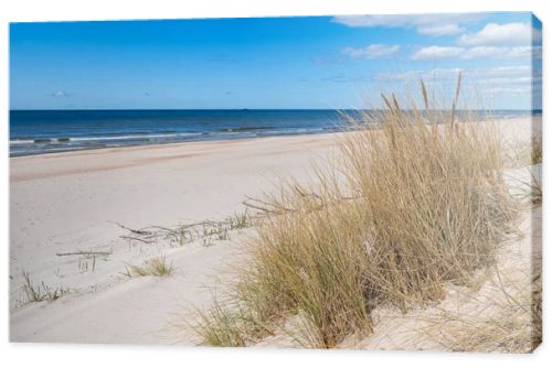 Beautiful sandy beach with dry and yellow grass, reeds, stalks blowing in the wind, blue sea with waves on the Baltic Sea in Palanga, Klaipeda, Lithuania