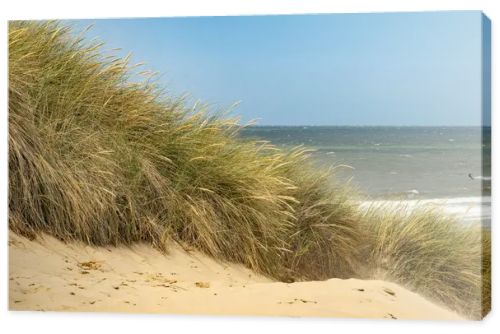 grassy beach dune at the north sea