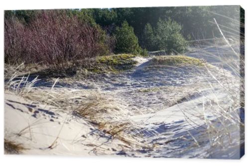 sand dune with small plants and trees in the background.