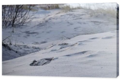 a layer of sand with small plants, footprints and objects in the foreground and a seascape in the background.