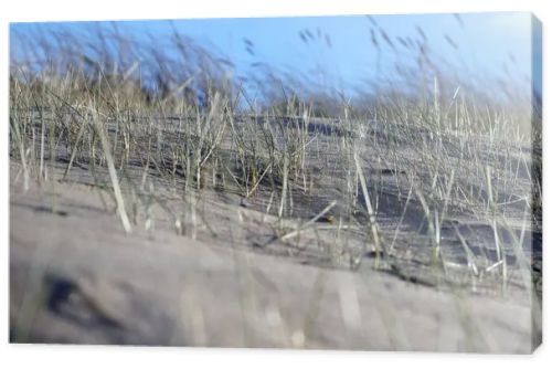 sand with grass, sky and a blue spot in the upper right corner.