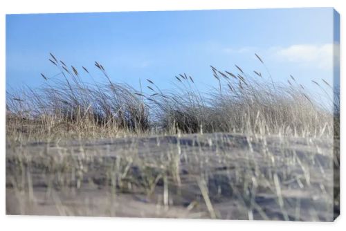 sand with grass, sky and a blue spot in the upper right corner.