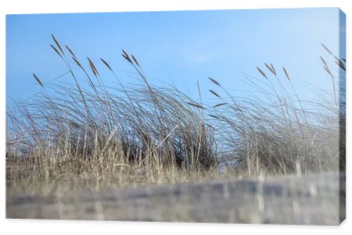 sand with grass, sky and a blue spot in the upper right corner.