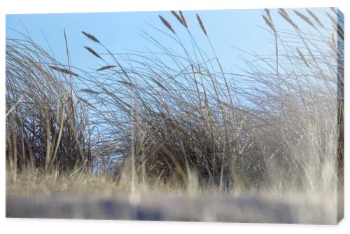 sand with grass, sky and a blue spot in the upper right corner.