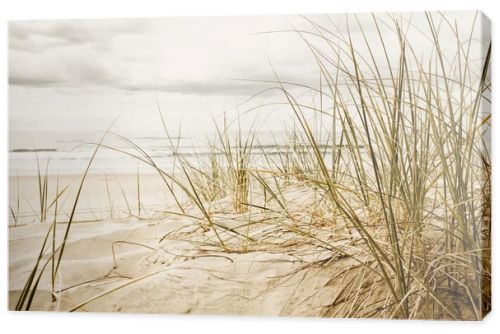 Close up of a tall grass on a beach during cloudy season