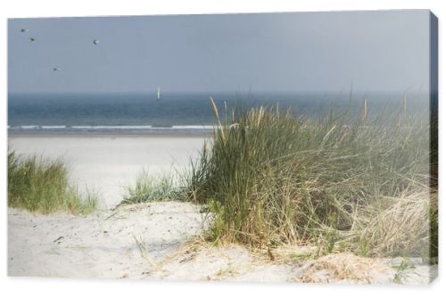 Dutch dunes