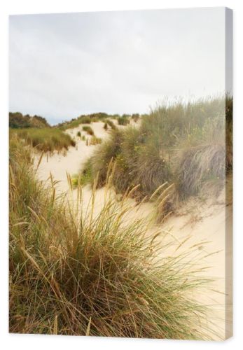 Sandy path