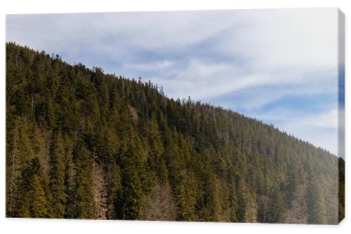 Spruce forest on hill of mountains with sky at background 