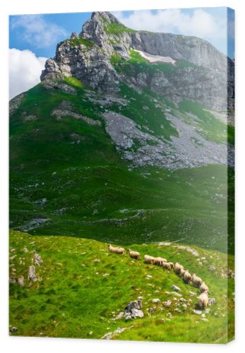 flock of sheep walking on valley in Durmitor massif, Montenegro