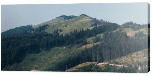 panoramic shot of green trees in mountain valley 