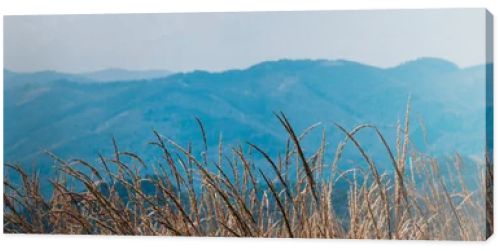 panoramic shot of golden field near scenic mountains 