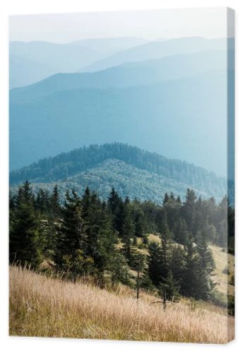  fir trees in mountains near golden lawn against sky