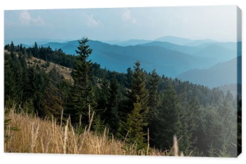 selective focus of fir trees in mountains near lawn against sky