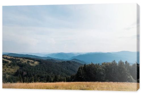 yellow barley in meadow near mountains against sky 