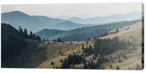 panoramic shot of golden lawn with pines near mountains 