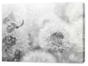 Marzycielskie nasiona kwiatów mniszka lekarskiego latają na wietrze i motyle przed światłem słonecznym Vintage czarno-białe stonowane Makro miękkie