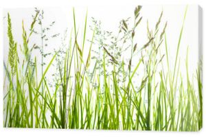 gräser grashalme wiese vor weißem Hintergrund